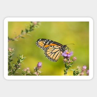 Monarch Of Raymore Park Sticker